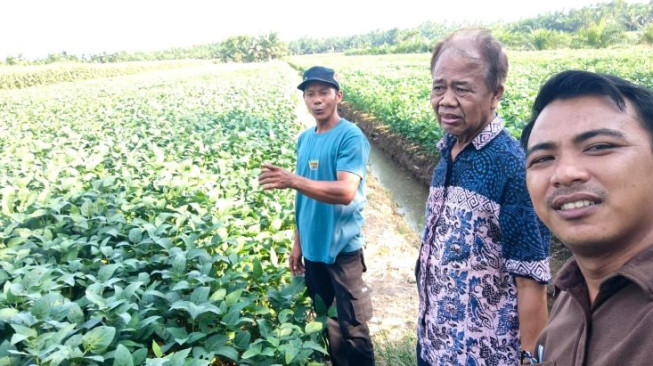 Dari Lahan 3 Hektare Petani Rantau Rasau Disiapkan Jadi Penangkar Benih Kedelai